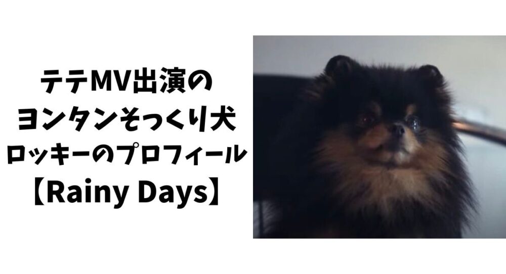 テテMV出演のヨンタンそっくり犬ロッキーのプロフィール【Rainy Days】