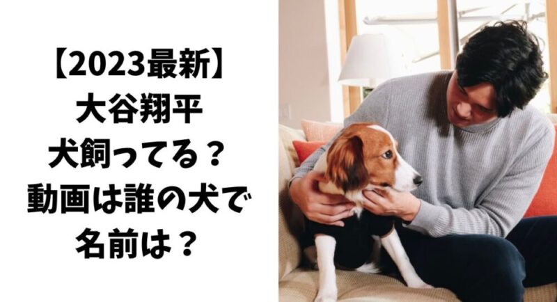 【2023最新】大谷翔平は犬飼ってる？動画は誰の犬で名前は？